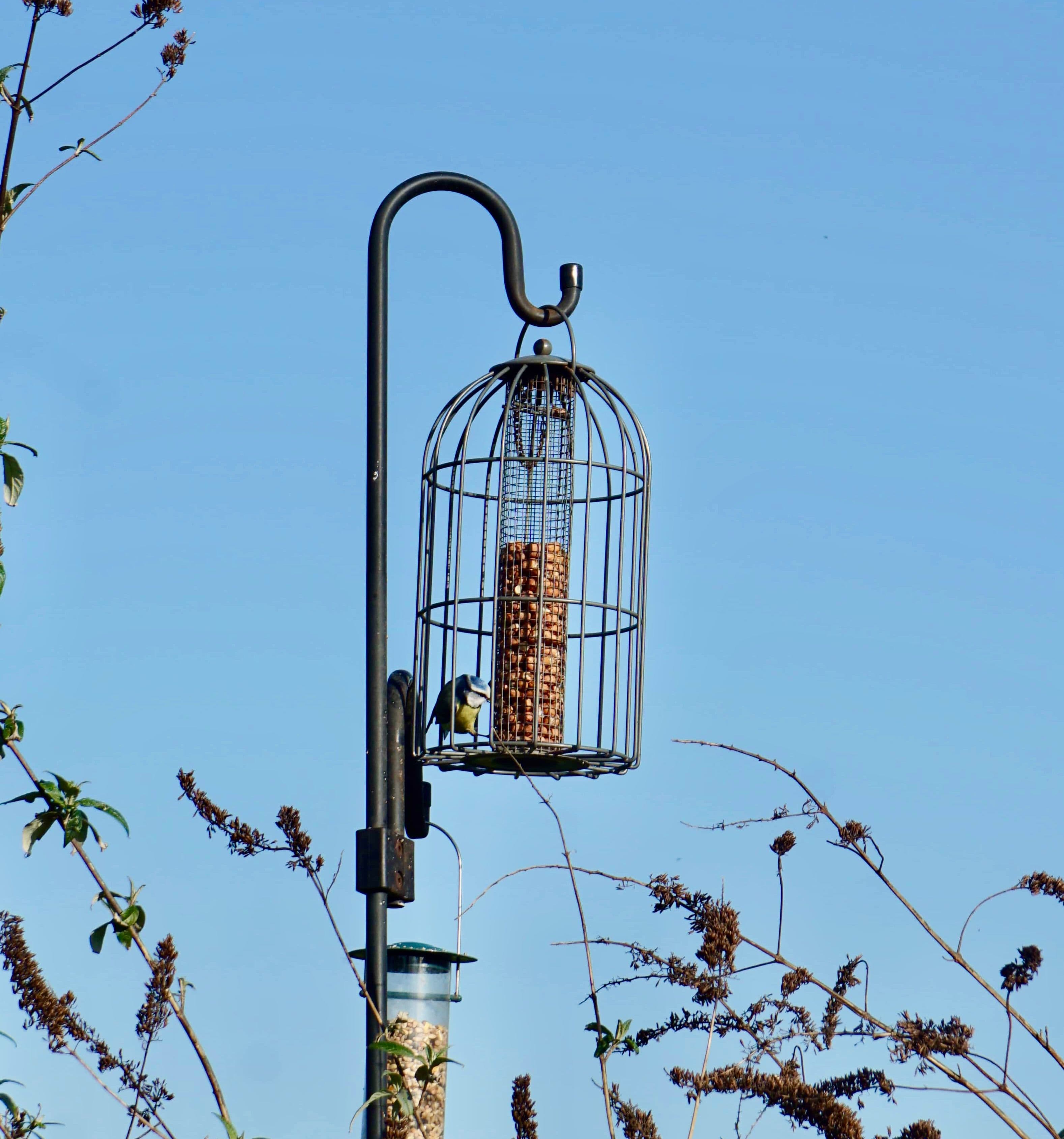 A Blue Tit Outside the Café